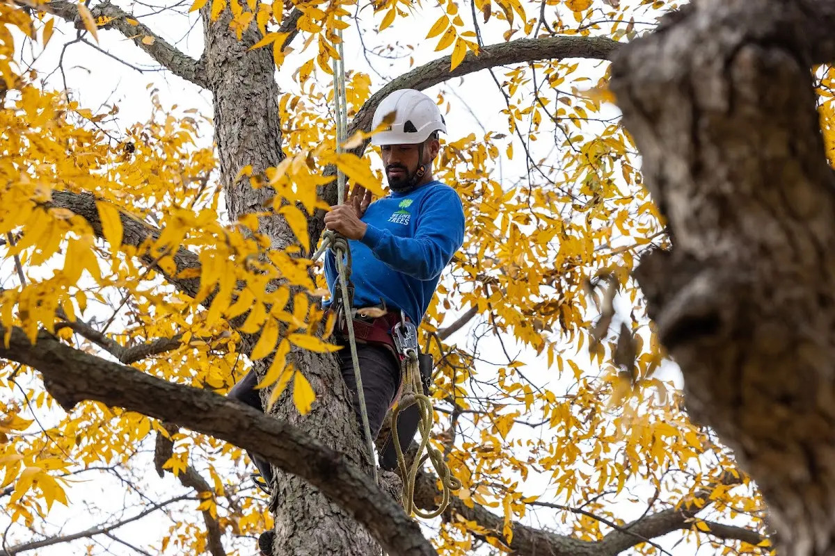 Skilled Tree Planting crew working in Lake Como